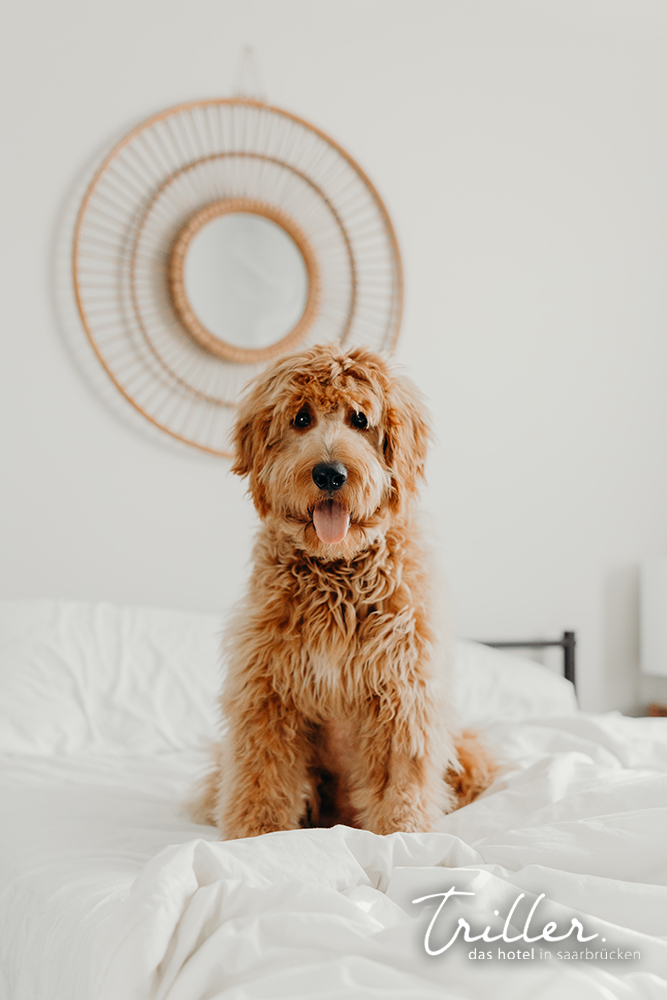 HUND 1 | HOTEL AM TRILLER SAARBRÜCKEN